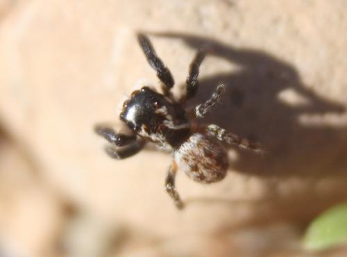 Euophrys gambosa
